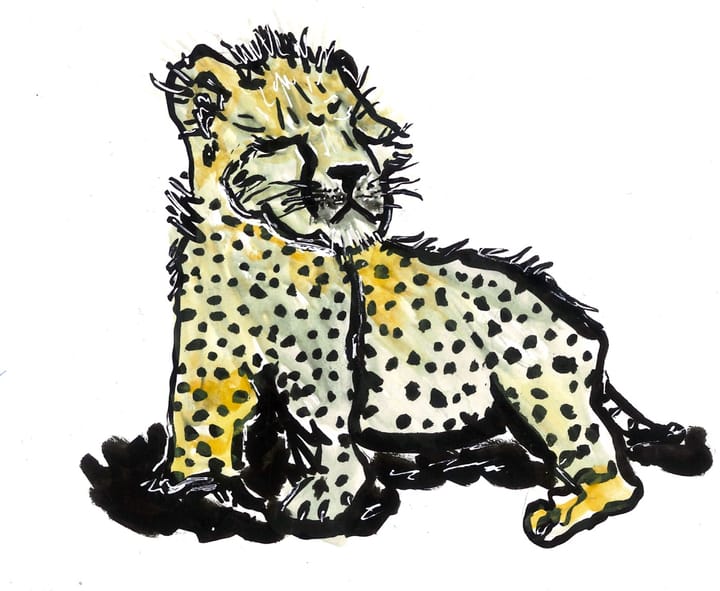 Can Iran's Asiatic cheetah be brought back from the brink of extinction?